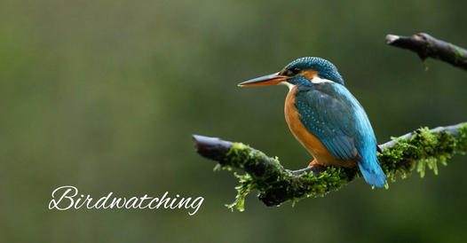 turystyka birdwatching