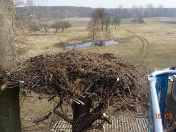 Bociany z terenu LGD – „Gniazdo” i LGD – „Kraina Rawki” mają odnowione gniazda, 