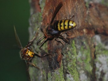 Szerszenie europejskie (Vespa crabro), K. Pira, OT BPK