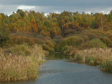 Staw w Wycześniaku