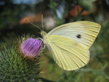 Bielinek rzepnik