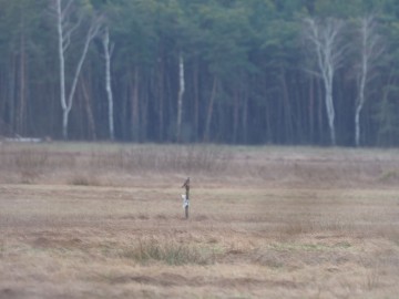 Drzemliki i bekasiki w Spalskim PK, <p>drzemlik.</p>