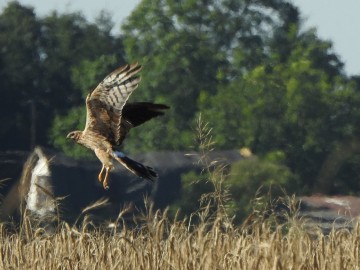 Czynna ochrona błotniaków łąkowych, <p>Drugoroczna samica błotniaka łąkowego - młoda mama lądująca w gnieździe</p>