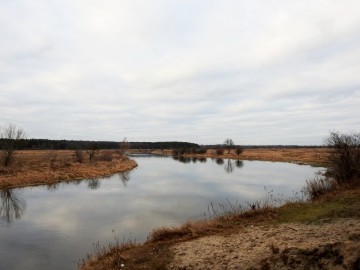 Monitoring Zimujących Ptaków Wodnych na Pilicy – 2023, 