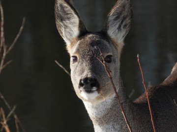 Monitoring Zimujących Ptaków Wodnych na Pilicy – 2026, <p>sarna</p>