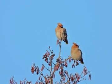 Monitoring Zimujących Ptaków Wodnych na Pilicy – 2026, <p>jemiołuszki</p>