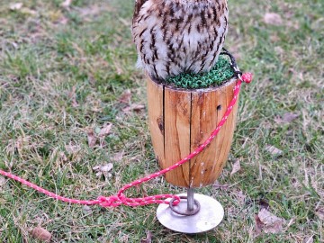 Noc sów w Moszczenicy - 2026, 