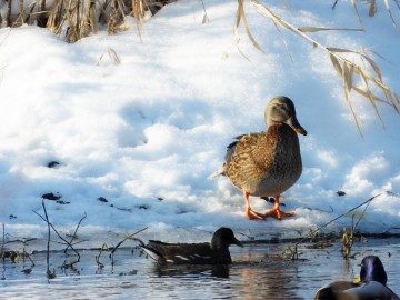 Wyniki Monitoringu Zimujących Ptaków Wodnych na Pilicy, <p>kokoszka i krzyżówki</p>