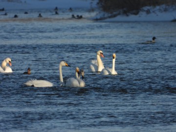 Wyniki Monitoringu Zimujących Ptaków Wodnych na Pilicy, <p>łabędzie krzykliwe i łabędzie nieme</p>