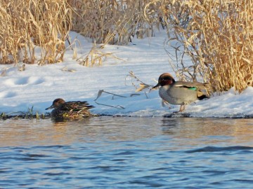 Wyniki Monitoringu Zimujących Ptaków Wodnych na Pilicy, <p>cyraneczki</p>