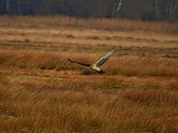 Zimowe Ptakoliczenie w Spalskim PK - 2022, <p>Błotniak zbożowy (fot. SzK)</p>