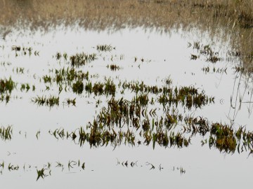 Bagous ciekawy rodzaj chrząszczy w Spalskim PK, <p>Roślina żywwicielska - osoka aloesowata.</p>