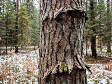 W oczekiwaniu na wiosnę rezerwat Czarna Rózga 2026, 