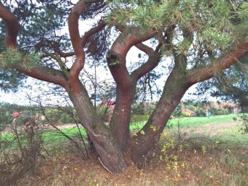 Drzewa Sulejowski PK, <p>Sosna - Karolinów</p>