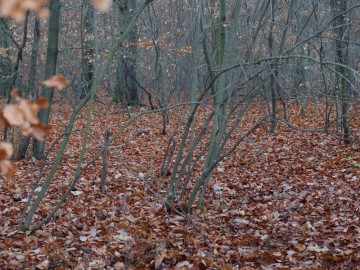 Kłokoczka południowa w rez Bukowa Góra., Dariusz Sommerfeld