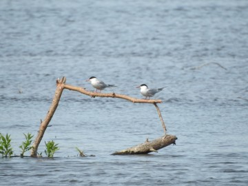 Mewy czarnogłowa na Zb. Sulejowskim - 2018, <p>Rybitwy rzeczne</p>