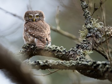 Wiosenny monitoring w Przedborskim Parku Krajobrazowym 2026., 