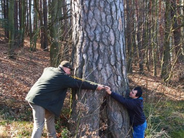 Sosna w Starej Wsi - pomiary przez pracowników OT NPK, 