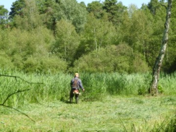 Ochrona czarcikęsika Kluka w Spalskiem PK – etap II – 2022, 