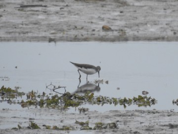 Pierwsze stwierdzenie płatkonoga płaskodziobego na zbiorniku Sulejowskim, <p>Samotnik.</p>