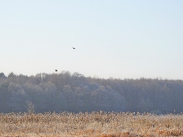 Powiew zimy w Spalskim PK, <p>Święrgotki na Łąkach Ciebłowickich</p>