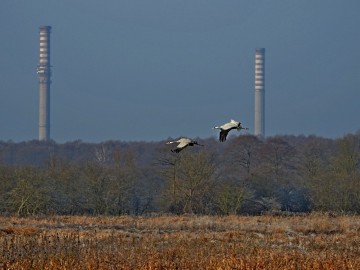 Powiew zimy w Spalskim PK, <p>Żurawie na Łąkach Ciebłowickich</p>