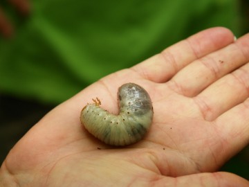 Larwa pachnicy dębowej. Park podworski w Krzętowie.