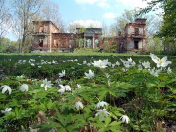 Zawilce gajowe. Park pałacowy w Lasocinie.