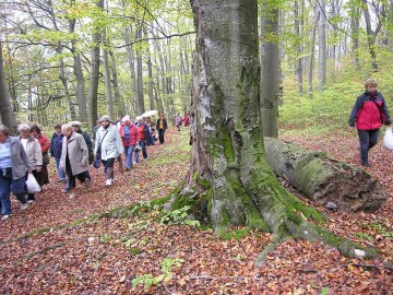 Rezerwat Bukowa Góra. Grupa wycieczkowa.