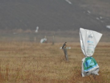 Przedwiośnie w Spalskim PK, <p>Samczyk drzemlika na Błotach Brudzewickich. Fot. Szymon Kielan</p>