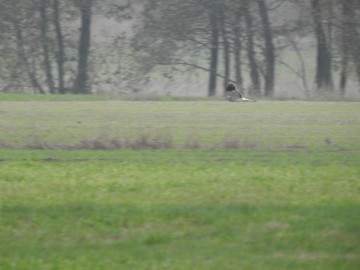 Samiec błotniak zbożowego, Spalski PK, Szymon Kielan