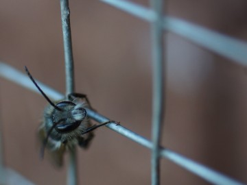 Pszczoły samotnice ruszają do pracy., 