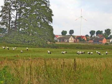 Sejmik bocianów, 