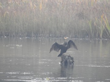 Kormoran czarny, Sulejowski PK, Szymon Kielan