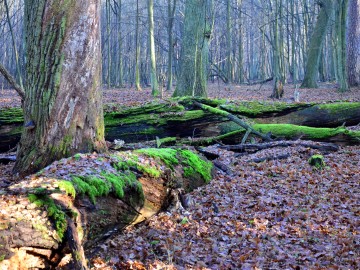 Rez. Lubiaszów