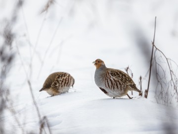 Zimowe obrazy w PPK 2026., 