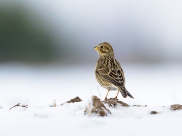 Zimowe obrazy w PPK 2026., 