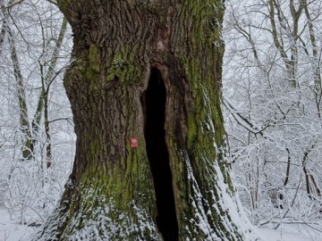 Zimowe pejzaże z Przedborskiego Parku Krajobrazowego., 