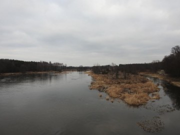 Zimowe liczenia ptaków wodnych - Pilica 2019, <p>Pilica w Mysiakowcu</p>