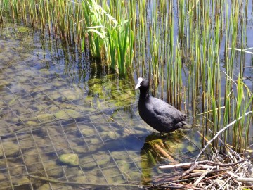 Łyska zwyczajna (Fulica atra), od kilkudziesięciu lat szybko spada liczebności krajowej populacji łyski, <p>fot. Sebastian Piskorski</p>