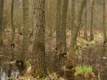 Obszar Natura 2000 - Wola Cyrusowa, Hieronim Andrzejewski