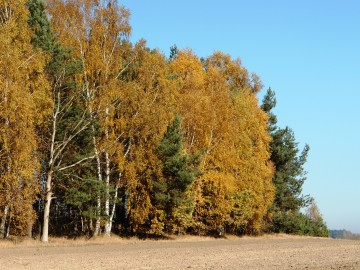 Okolice Borchówki