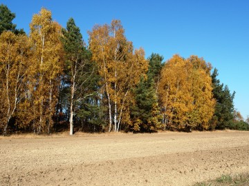 Okolice Borchówki