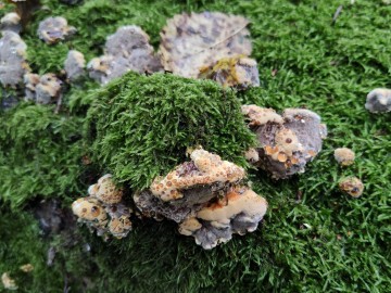 Błyskoporek płaczący (Pseudoinonotus dryadeus) - gatunek narażony na wymarcie - Struga Dobieszkowska