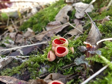 Czarka szkarłatna (Sarcoscypha coccinea) - rzadki gatunek nadrewnowy