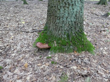 Ozorek dębowy (Fistulina hepatica) - gatunek podlegający ochronie częściowej