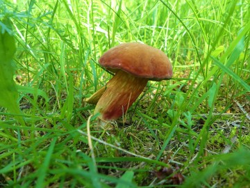 Podgrzybek czerwonawy (Hortiboletus rubellus) - rzadki gatunek podgrzybka