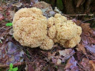 Siedzuń sosnowy (Sparassis crispa) - rzadki gatunek