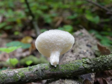 Żagiew włosistobrzega (Lentinus arcularius) - rzadki gatunek nadrewnowy