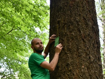 Wieszanie tabliczki (pomnik przyrody) na daglezji zielonej (Pseudotsuga menziesii), <p>fot. Magdalena Majda</p>